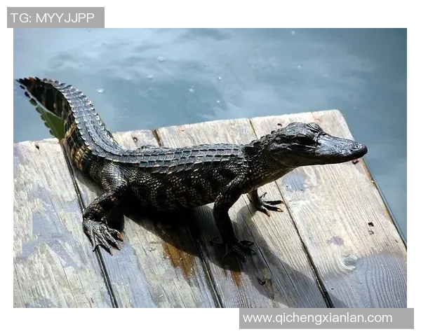 理查德：队友都叫我小鳄鱼🐊或者菜鸟 霍福德是大鳄鱼